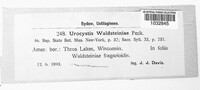 Ustacystis waldsteiniae image